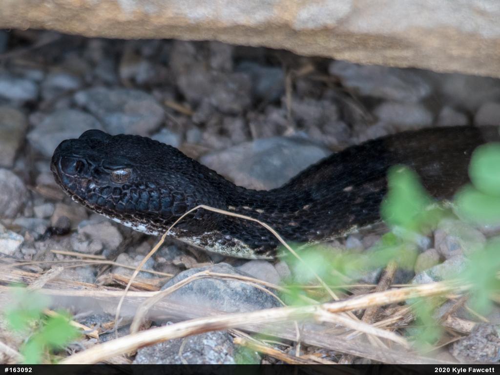 Timber Rattlesnake