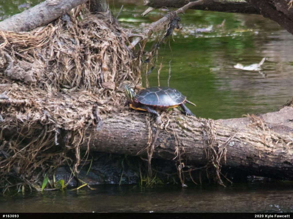 Painted Turtle