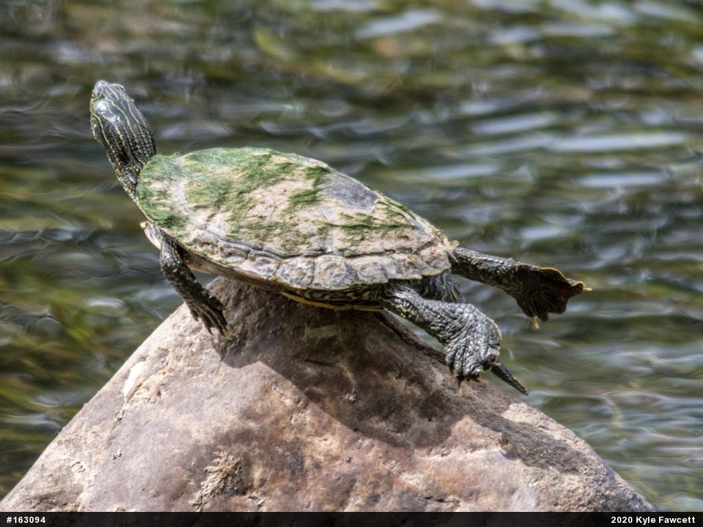 Northern Map Turtle