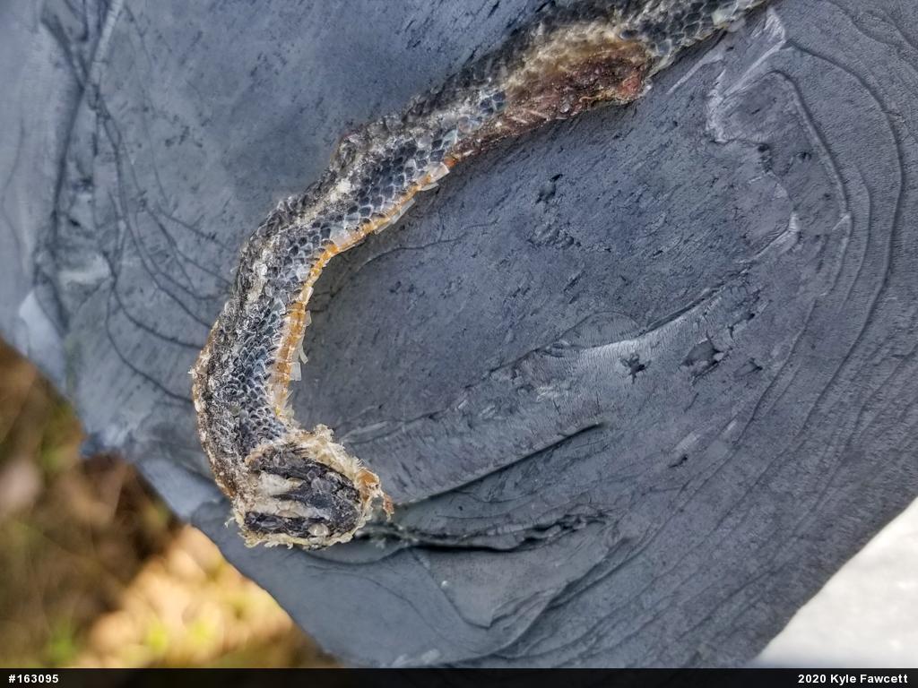 Northern Ring-necked Snake