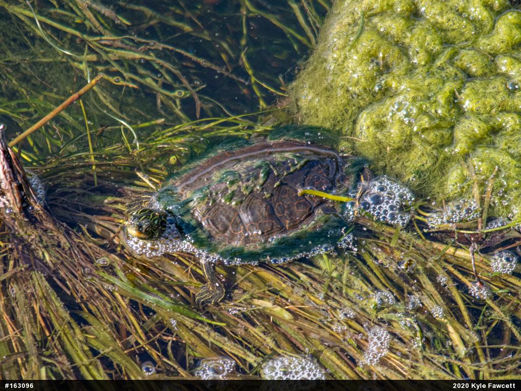 Northern Map Turtle