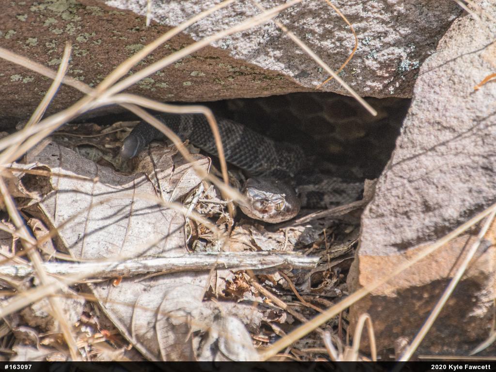 Timber Rattlesnake
