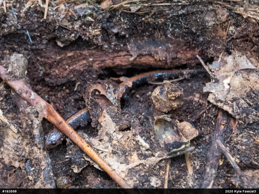 Eastern Red-backed  Salamander