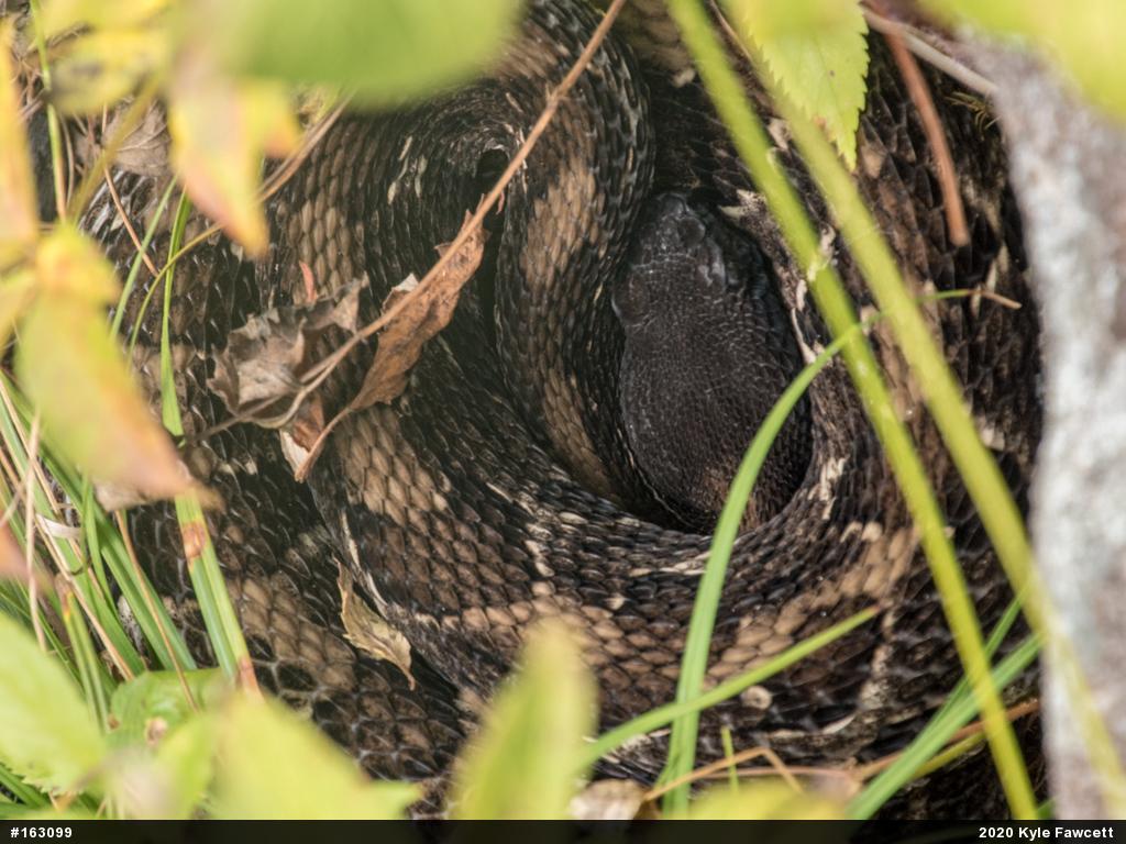 Timber Rattlesnake