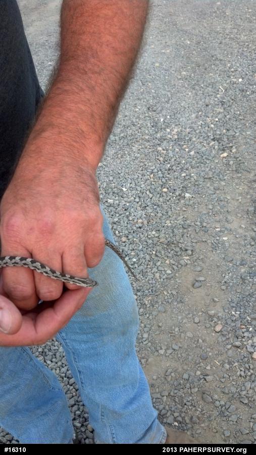 Eastern Ratsnake