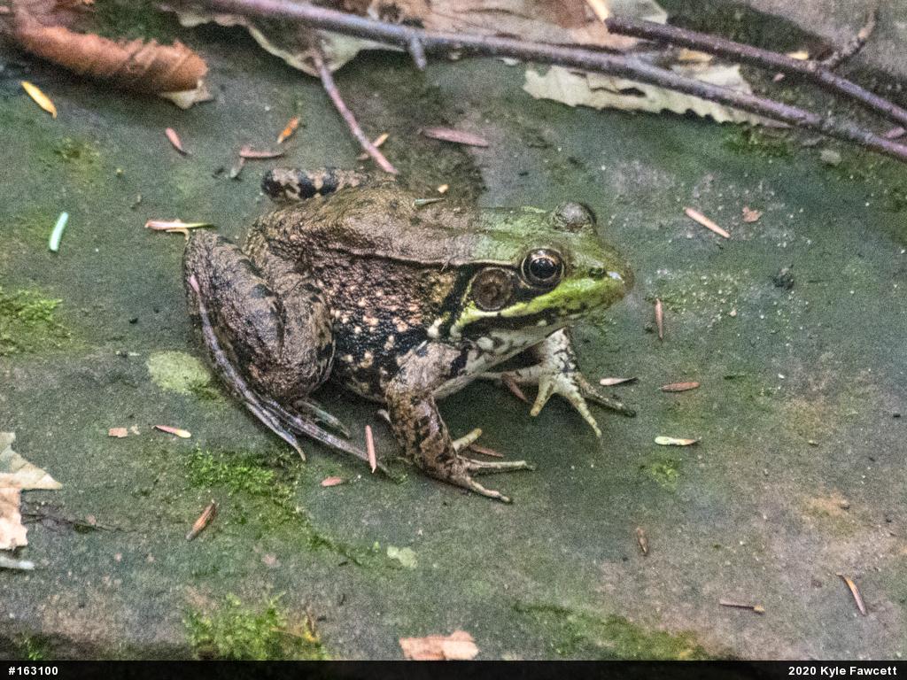 Green Frog