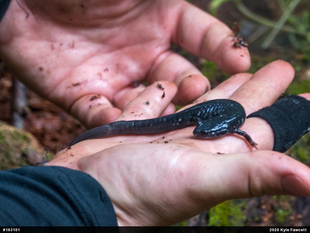 Northern Slimy Salamander