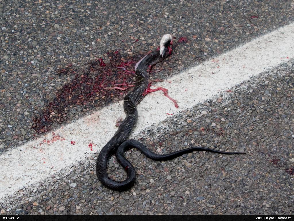 Eastern Ratsnake