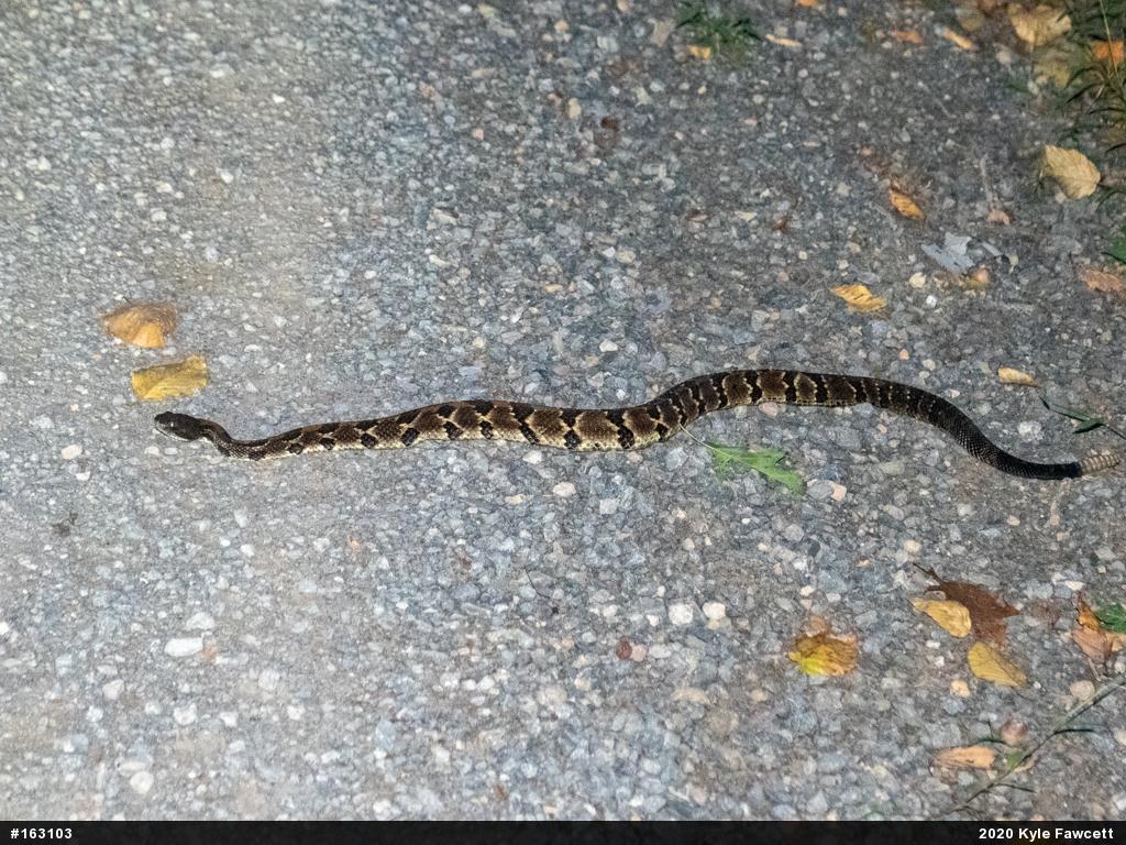 Timber Rattlesnake