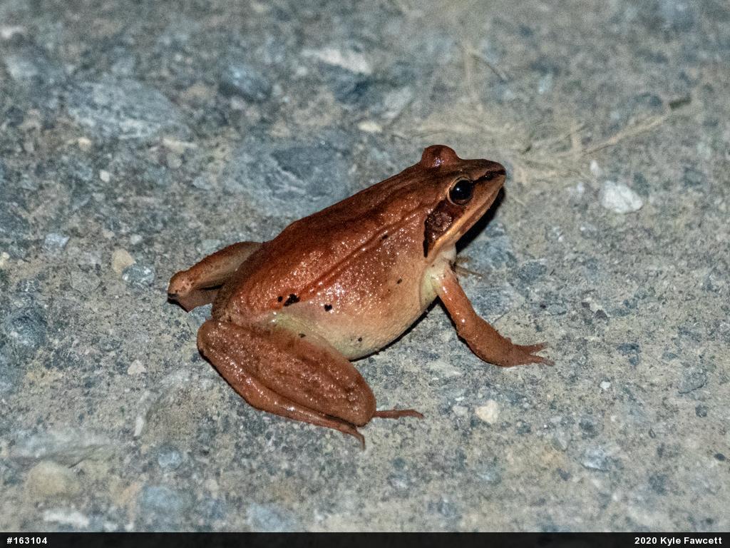 Wood Frog