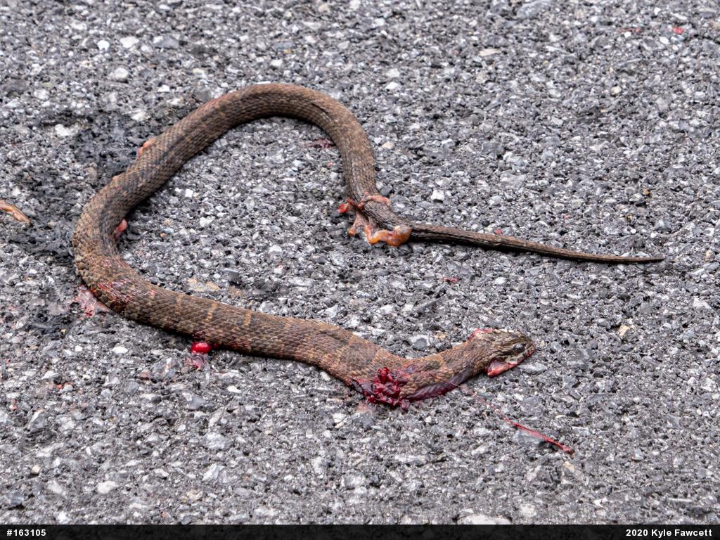 Northern Watersnake