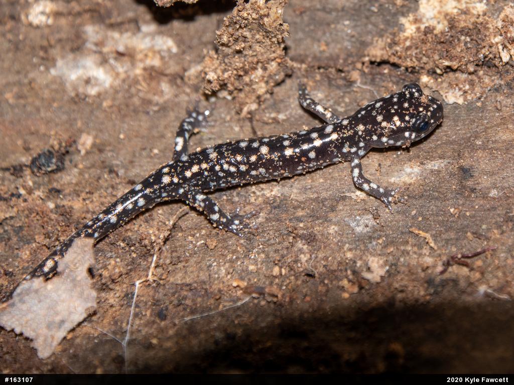 Northern Slimy Salamander