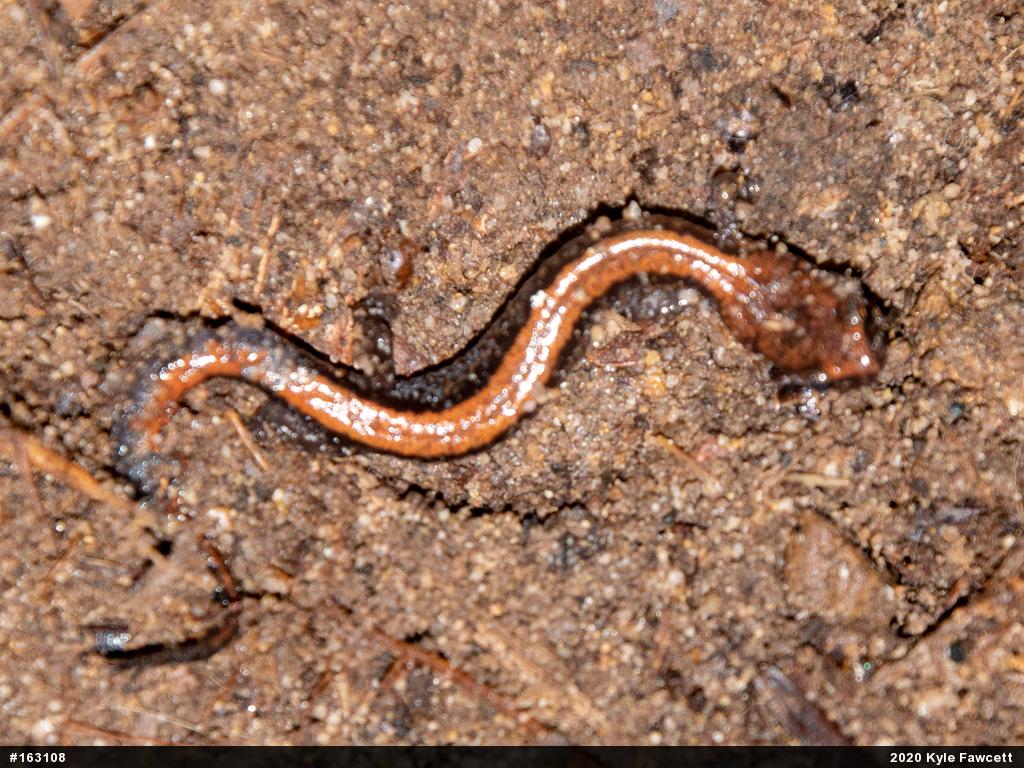 Eastern Red-backed  Salamander