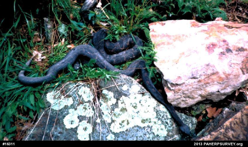 Timber Rattlesnake