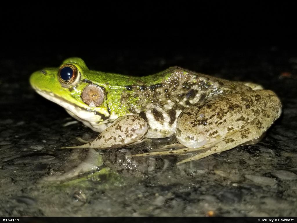 Green Frog