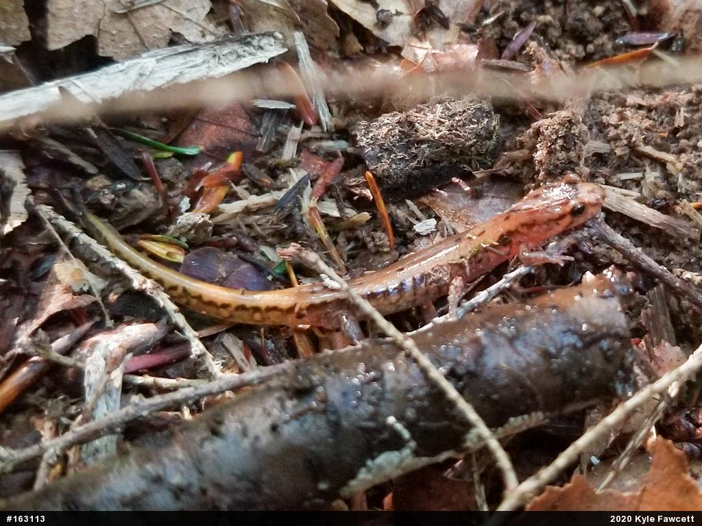 Allegheny Mountain Dusky Salamander