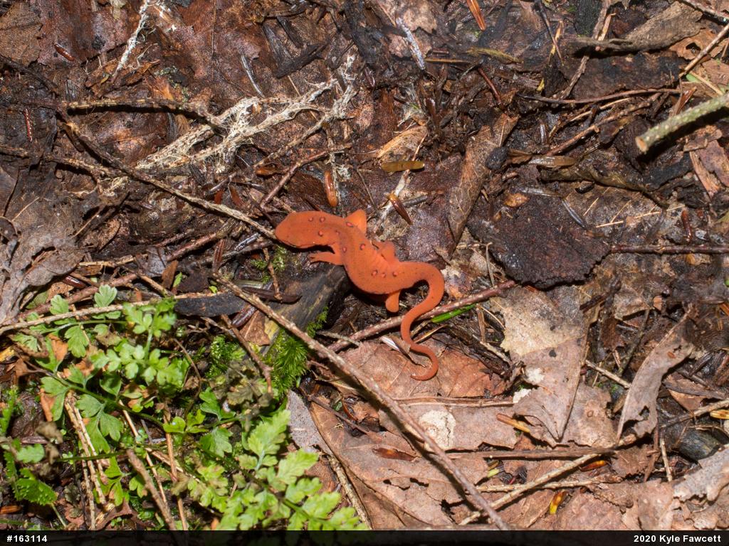 Red-spotted Newt