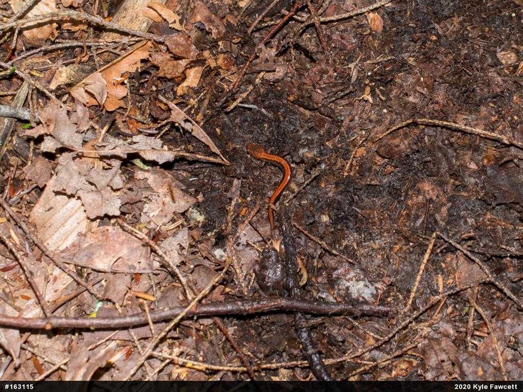Eastern Red-backed  Salamander