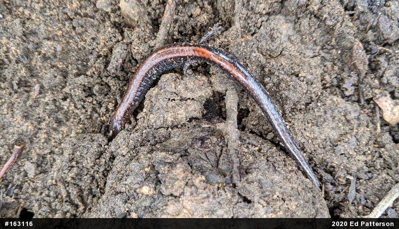 Eastern Red-backed  Salamander