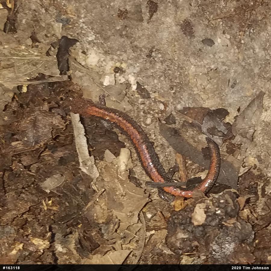 Eastern Red-backed  Salamander