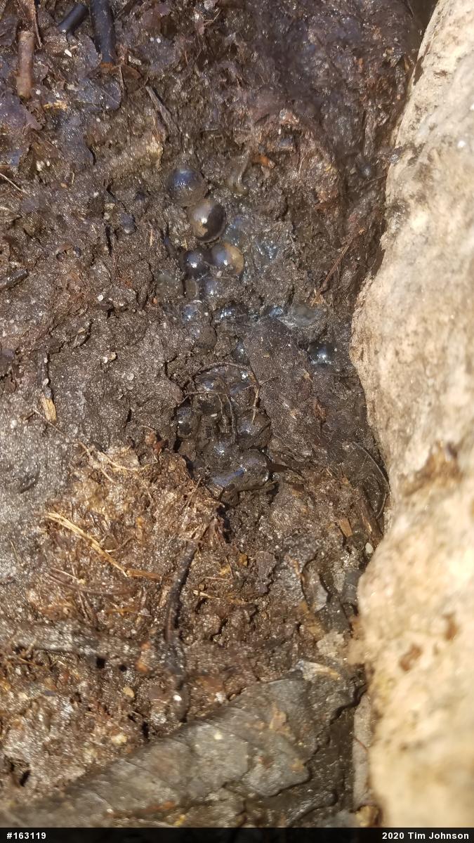 Marbled Salamander