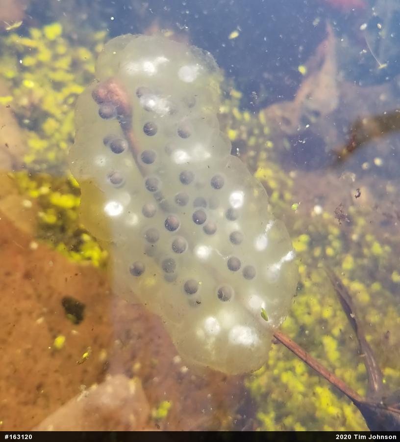 Jefferson Salamander