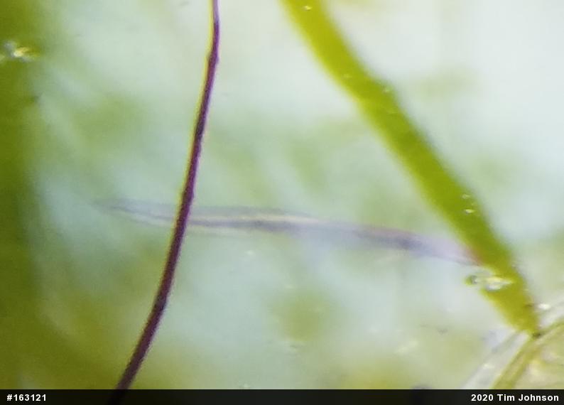 Red-spotted Newt