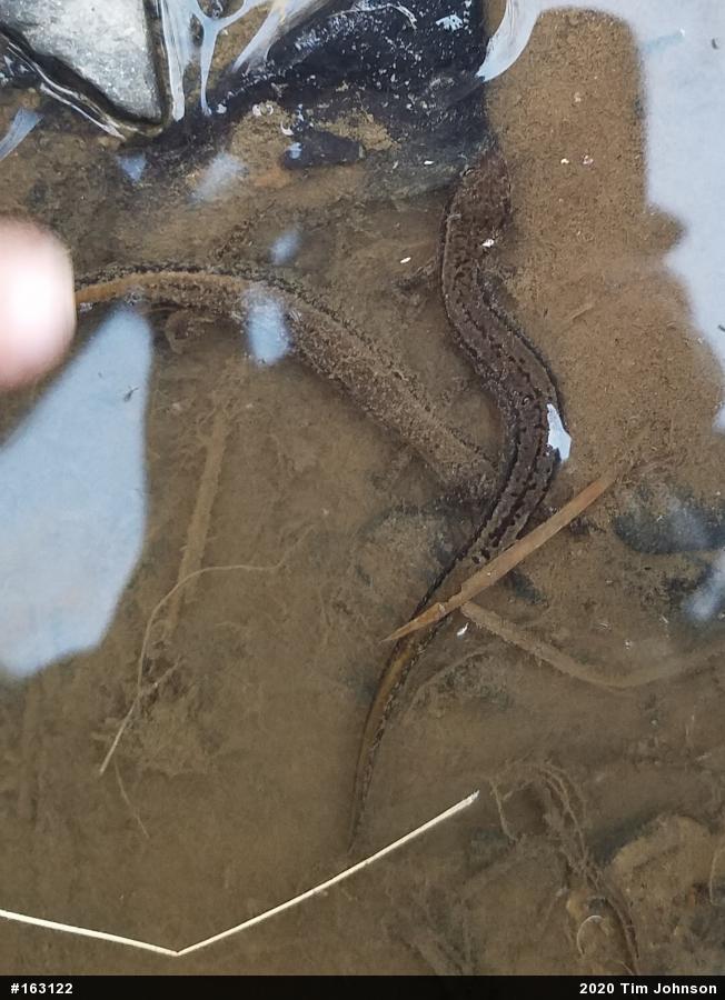 Northern Two-lined Salamander