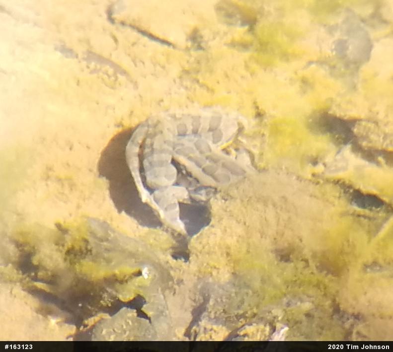 Pickerel Frog