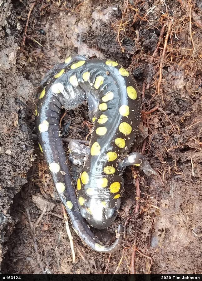 Spotted Salamander
