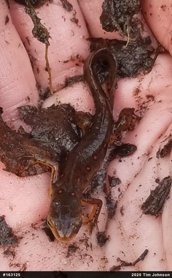 Red-spotted Newt