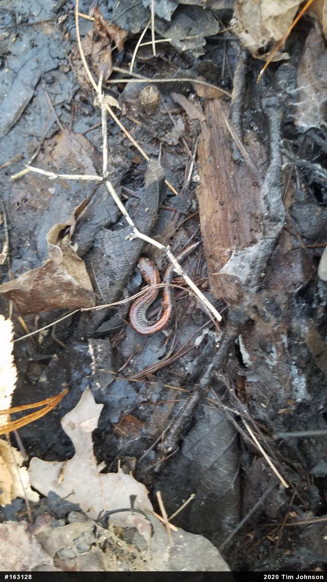 Eastern Red-backed  Salamander