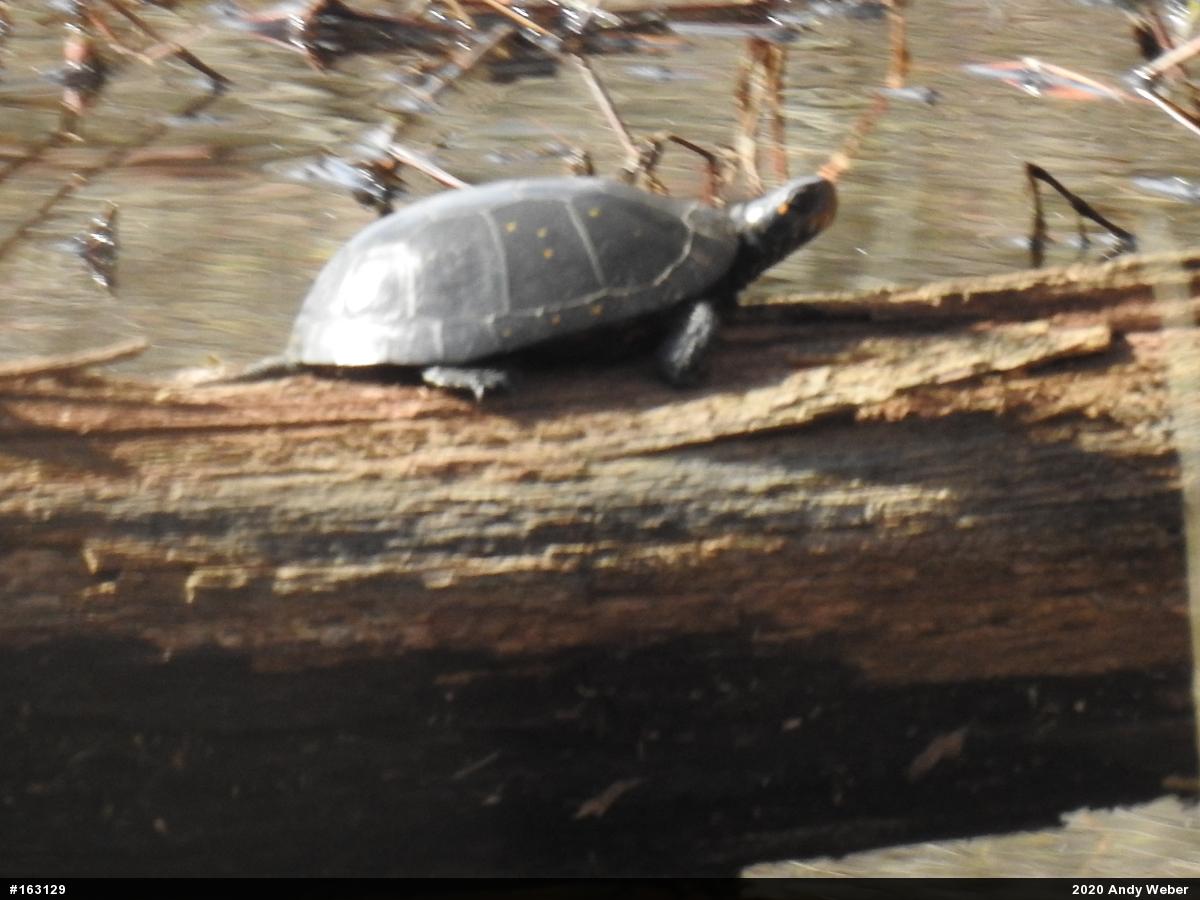 Spotted Turtle
