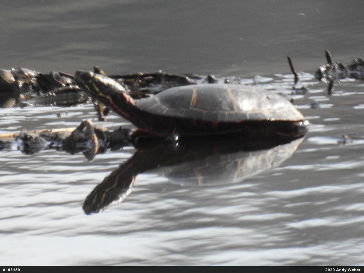 Painted Turtle