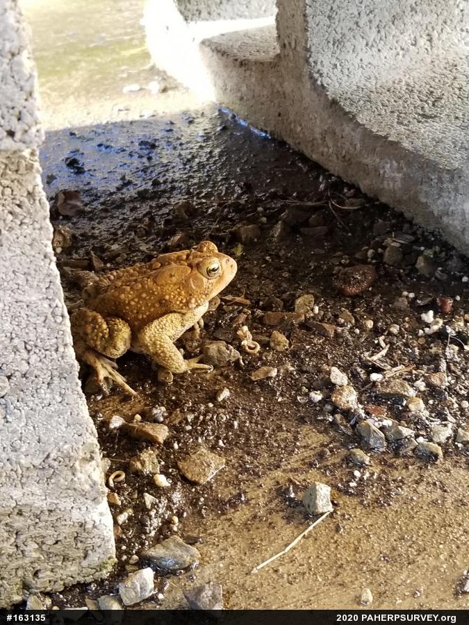 Eastern American Toad