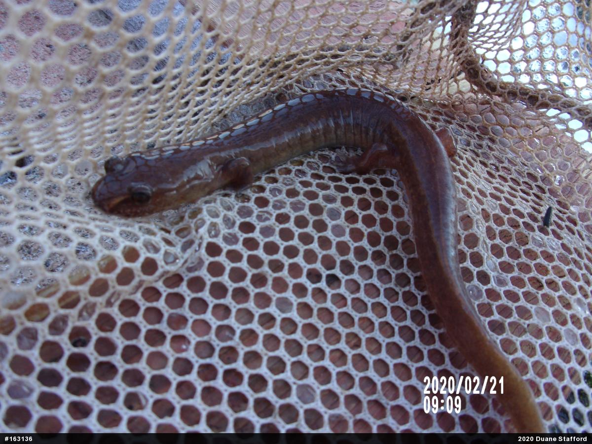Northern Spring Salamander