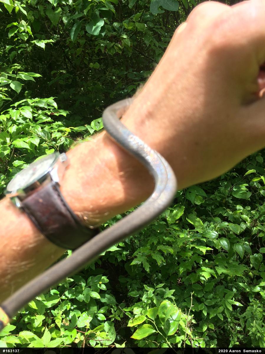 Northern Ring-necked Snake