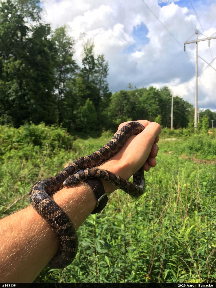 Eastern Milksnake