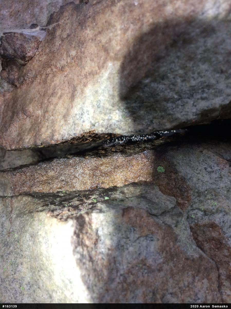 Northern Slimy Salamander
