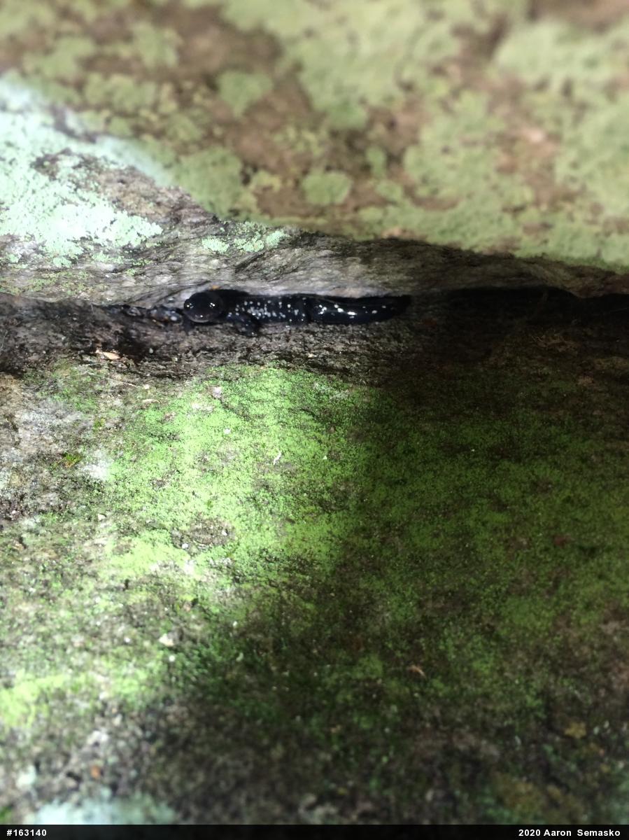 Northern Slimy Salamander