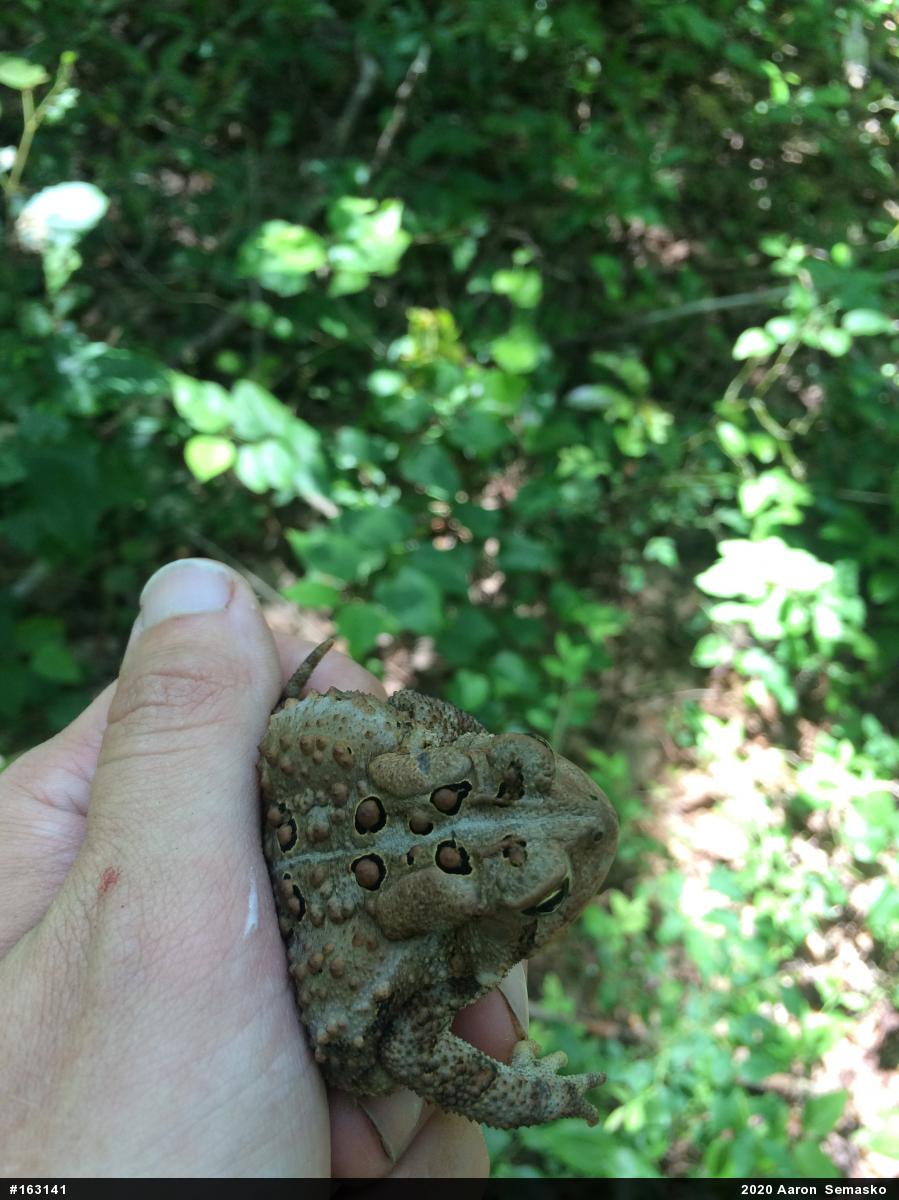 Eastern American Toad