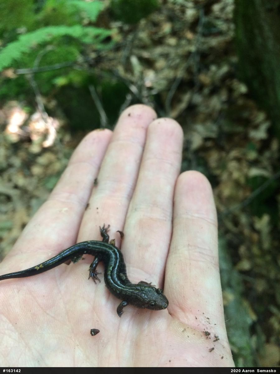 Allegheny Mountain Dusky Salamander