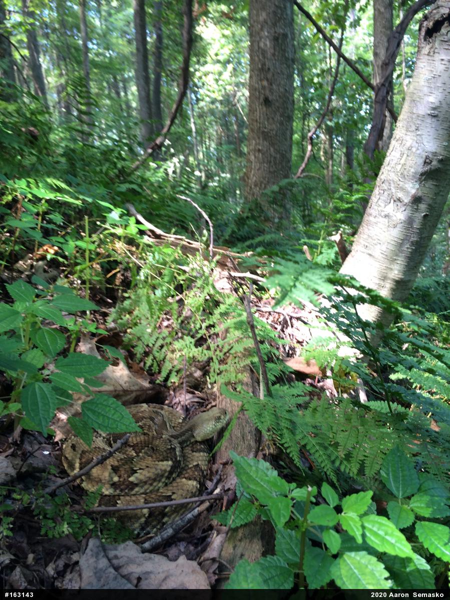 Timber Rattlesnake