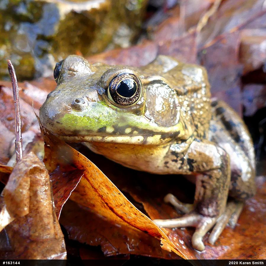 Green Frog