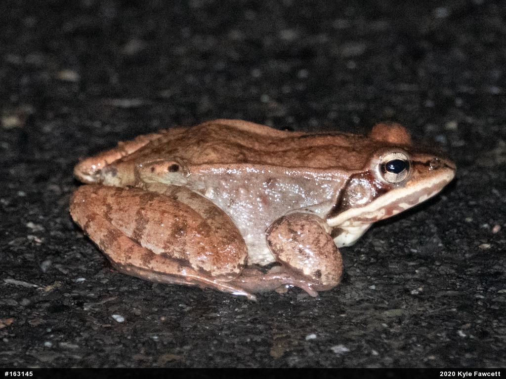 Wood Frog