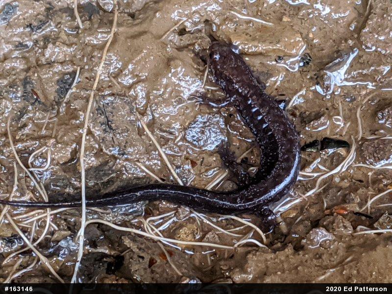 Allegheny Mountain Dusky Salamander