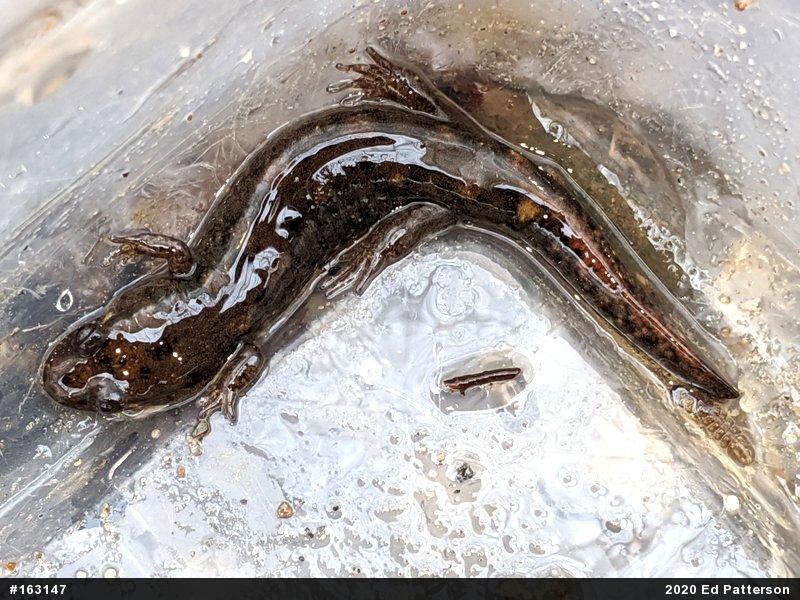 Seal Salamander