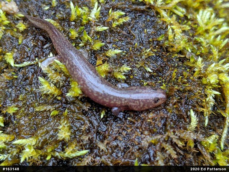Northern Spring Salamander