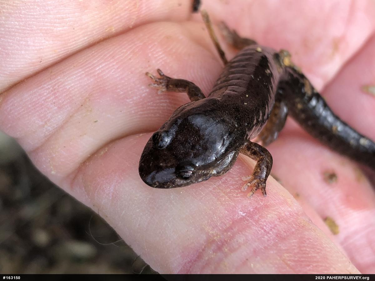 Northern Dusky Salamander