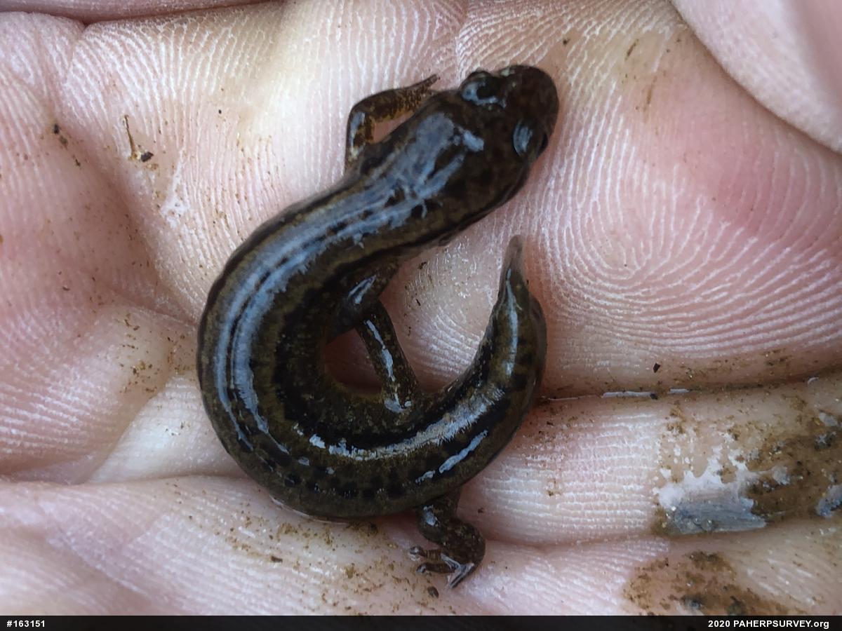 Northern Two-lined Salamander